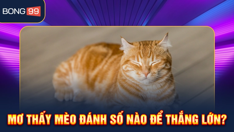 Giấc mơ thấy mèo có thật sự may mắn không?