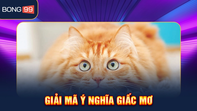 Mơ thấy mèo hoang