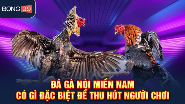 Tìm hiểu đá gà nòi miền Nam là gì cùng bong99