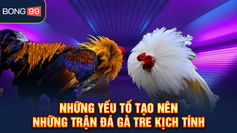 Cuộc chiến 500 triệu giữa chiến kê Bạch hổ và Hắc long